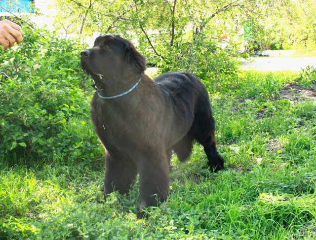 Фото: ньюфаундленд Звездный Дар Афродита (Zvezdnij Dar Afrodita)