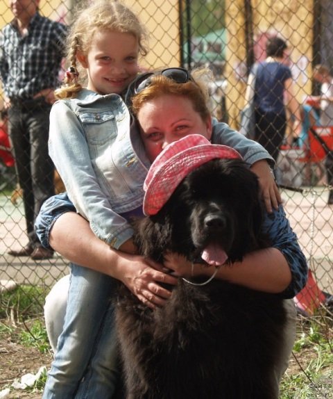 Фото: ньюфаундленд Плюшевая Панда Устинья Савельевна (Plushevaya Panda Ustinja Savelevna)