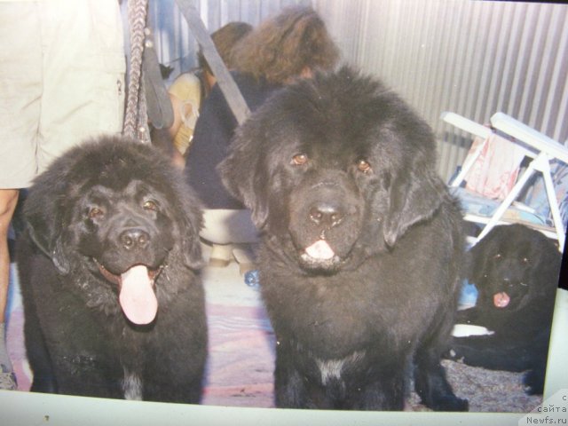 Фотография № 95334