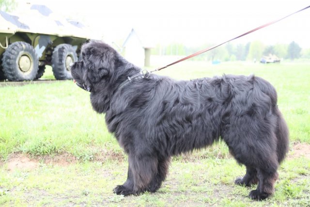 Фото: ньюфаундленд Большая Медведица Бурбон