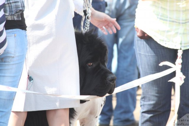 Фото: ньюфаундленд Большая Медведица Бурбон