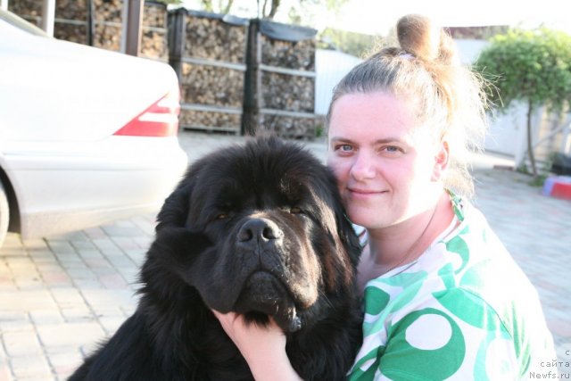 Фото: ньюфаундленд Gimenej Golden Star, Елена Розенфельд