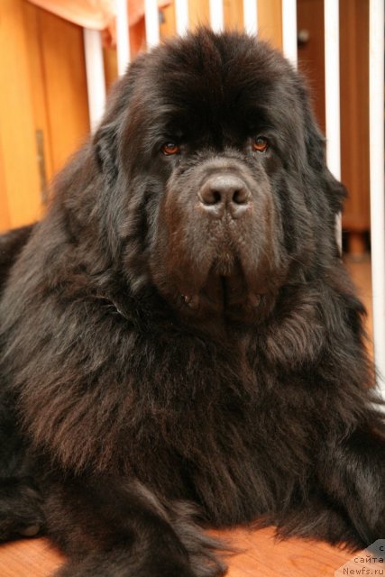 Фото: ньюфаундленд Gimenej Golden Star