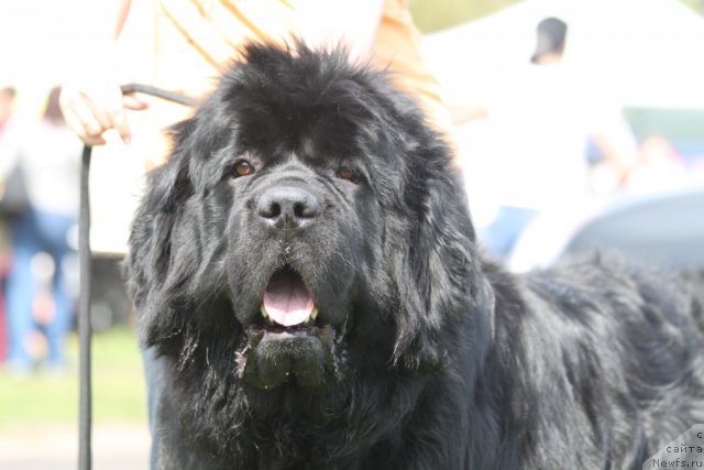 Фото: ньюфаундленд Большая Медведица Бурбон