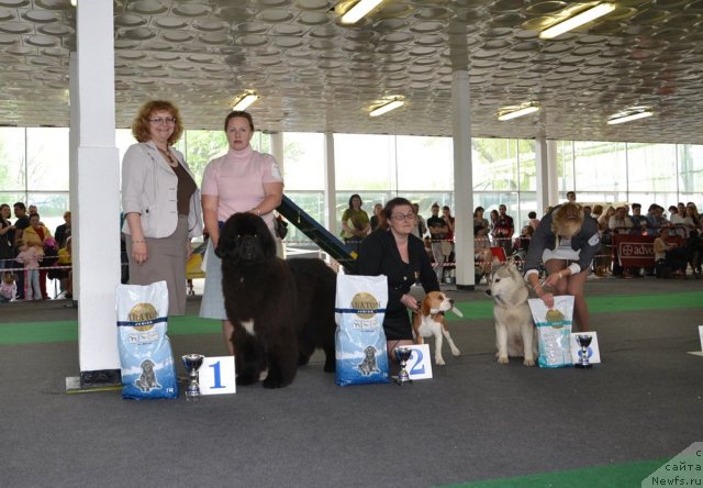 Фото: Like Father Like Son Midnight Bear