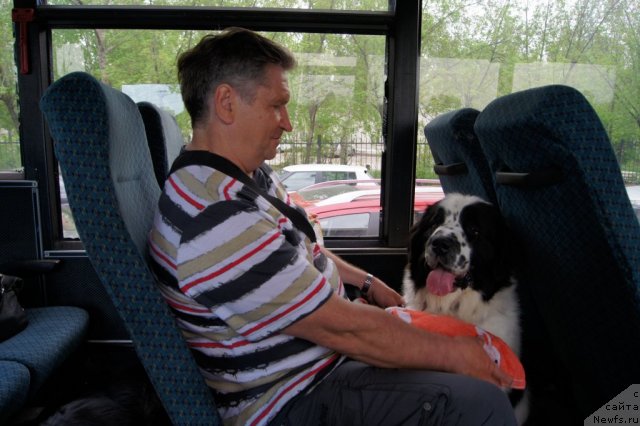 Фото: ньюфаундленд Сент Джонс Царевна Лебедь (Sent Djons Carevna Lebed)