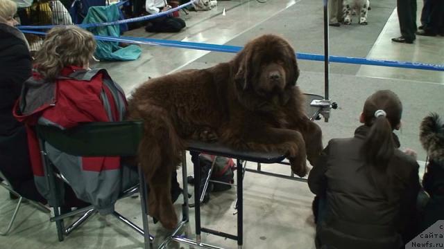 Фото: ньюфаундленд Ёка Она с Берега Дона (Joka Ona s Berega Dona)