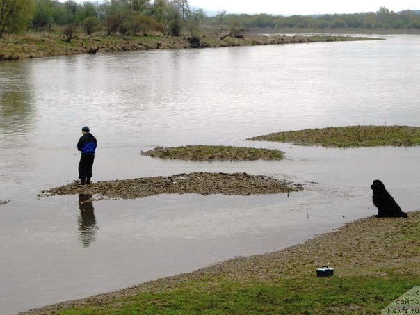 Фото: ньюфаундленд Их Высочество Владлена Маджикс, Алексей Нистратов