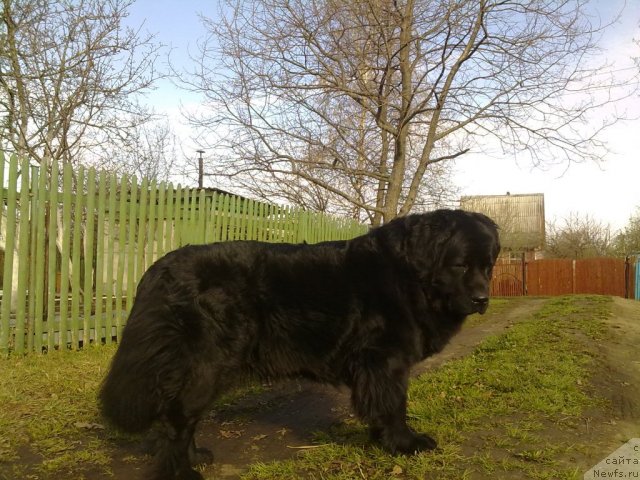 Фото: ньюфаундленд Великий Медведь Загадка
