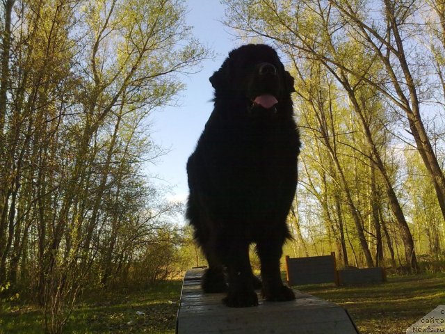 Фото: ньюфаундленд Великий Медведь Загадка