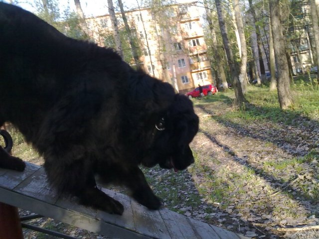 Фото: ньюфаундленд Великий Медведь Загадка