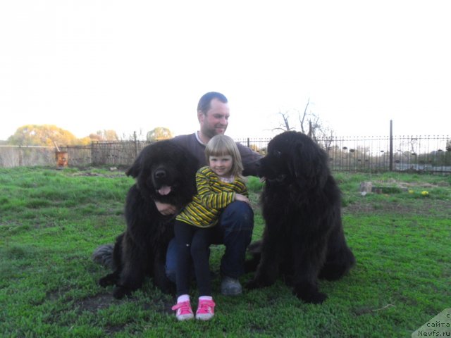 Фото: ньюфаундленд Черный Шарм Буч Кесседи, ньюфаундленд Черный Шарм Бэтмен