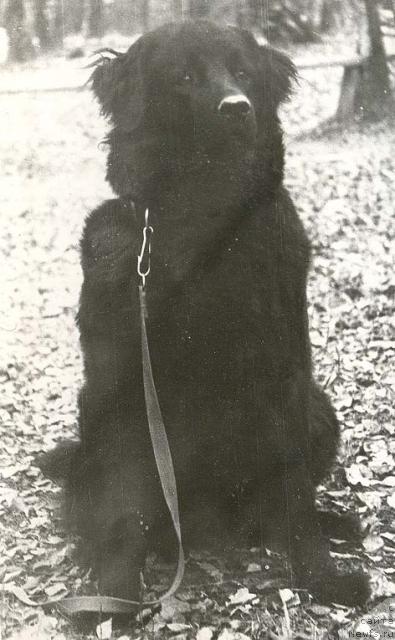 Фото: ньюфаундленд Ненси