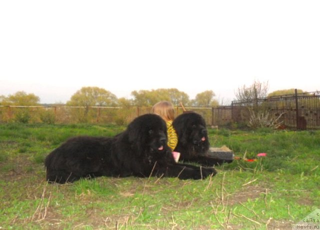 Фото: ньюфаундленд Черный Шарм Буч Кесседи, ньюфаундленд Черный Шарм Бэтмен