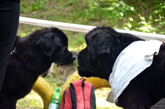Фото: ньюфаундленд Сент Джонс Шармель, ньюфаундленд Бегущая по Волнам Зиллион (Beguschaya po Volnam Zillion)