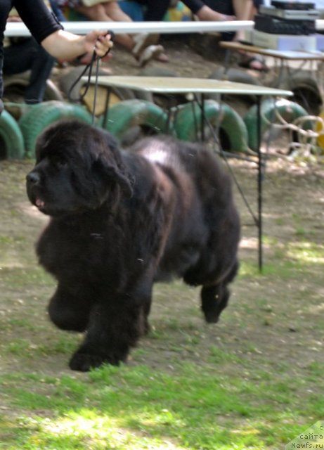 Фото: ньюфаундленд Бегущая по Волнам Зиллион (Beguschaya po Volnam Zillion)