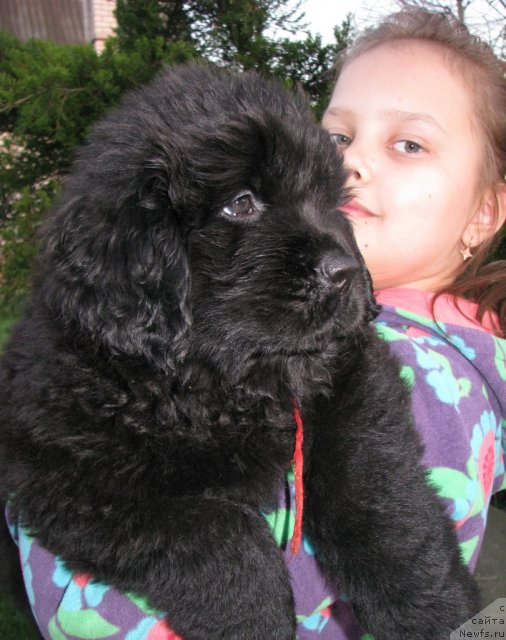 Фото: ньюфаундленд Таймлес Бьюти