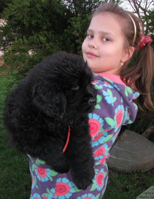 Фото: ньюфаундленд Таймлес Бьюти