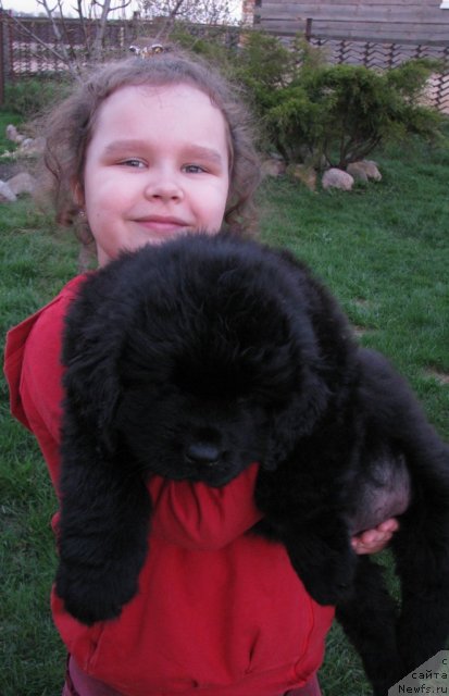 Фото: ньюфаундленд Таймлес Бьюти