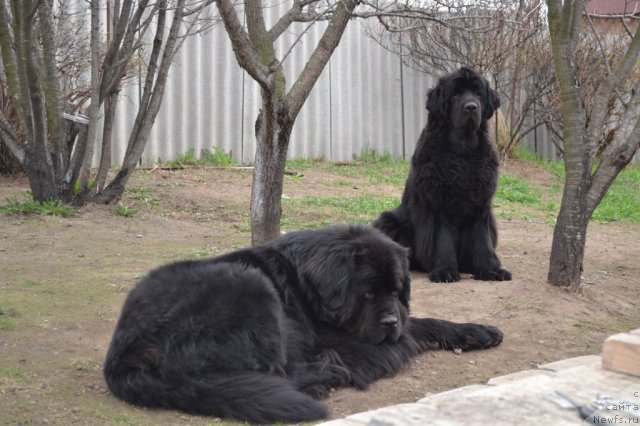 Фото: ньюфаундленд Веридан Звездный Путь, ньюфаундленд I'm Little Princess Midnight Bear
