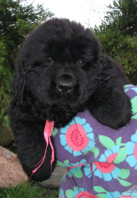 Фото: ньюфаундленд Тужур Бель