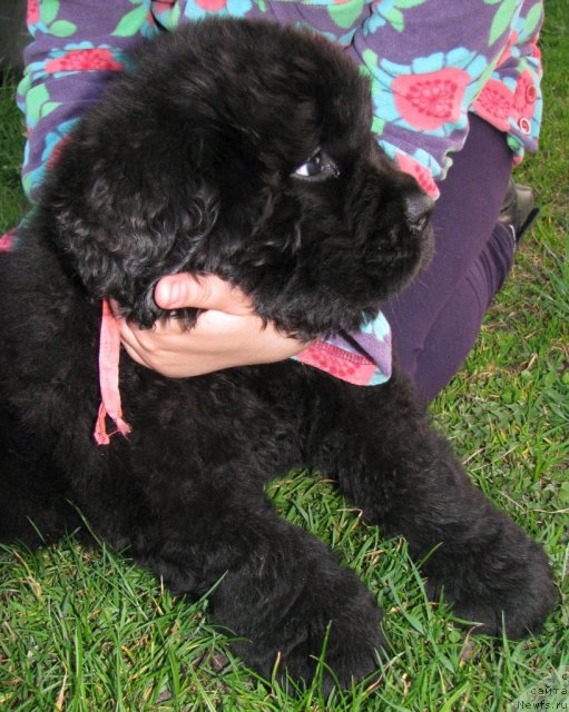 Фото: ньюфаундленд Тужур Бель