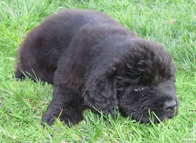 Фото: ньюфаундленд Транкиль Кураж