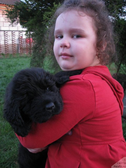 Фото: ньюфаундленд Транкиль Кураж