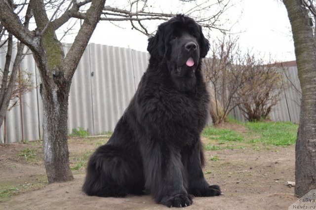 Фото: ньюфаундленд I'm Little Princess Midnight Bear