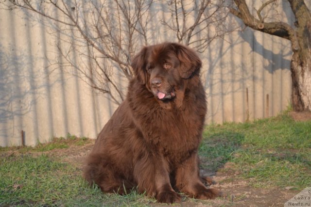 Фото: ньюфаундленд Аркадия Виват Арбона