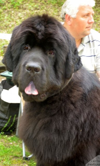 Фото: ньюфаундленд Бегущая по Волнам Зиллион (Beguschaya po Volnam Zillion)