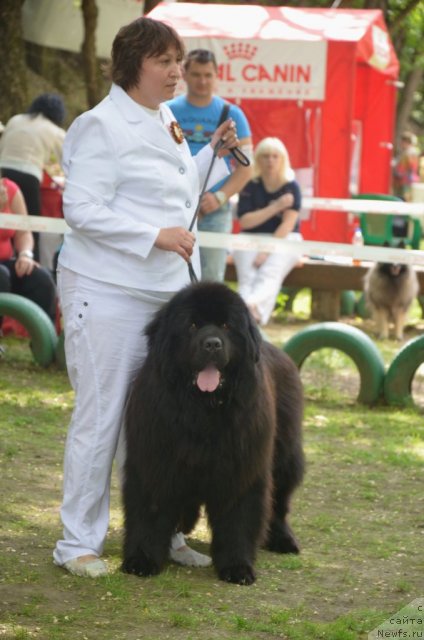 Фото: ньюфаундленд Матвей с Берега Дона (Matvey s Berega Dona)