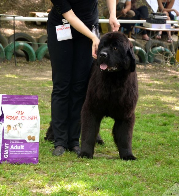 Фотография № 95470