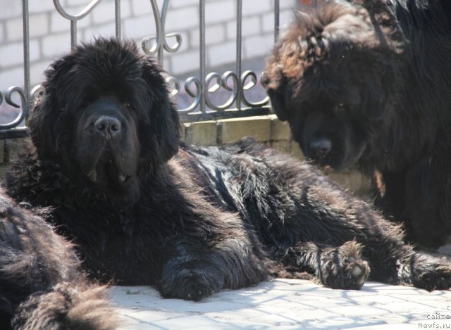 Фото: ньюфаундленд Woligord Lifeguard iz Volotova