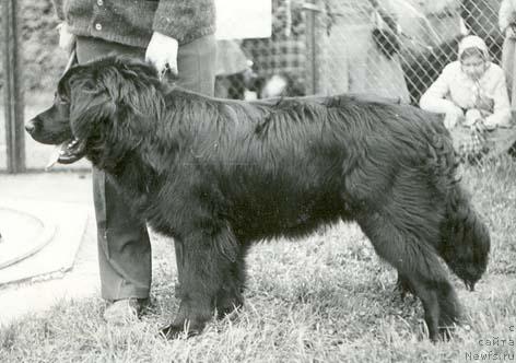 Фото: ньюфаундленд Эрл Питер Деч