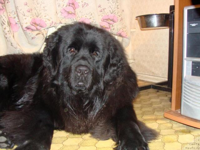 Фото: ньюфаундленд Челенджер