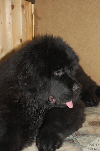 Фото: ньюфаундленд Сент Джонс Орфей