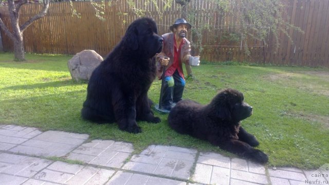 Фото: ньюфаундленд Very Fairweathers X'Got The Rhythm, ньюфаундленд Cristalmar Cadeaux de Noel