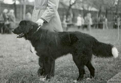 Фото: ньюфаундленд Сантос