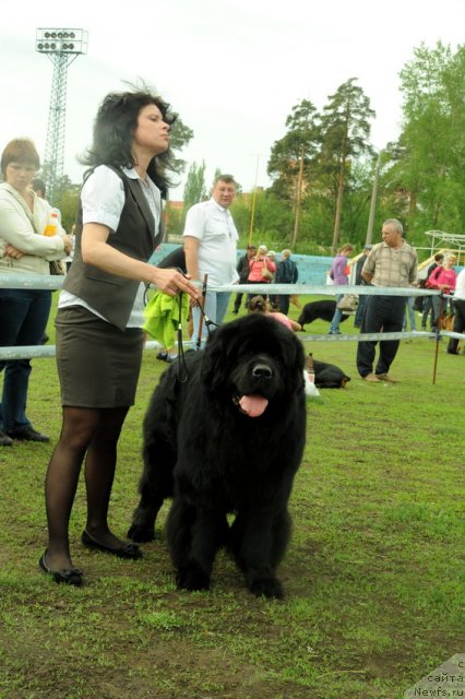 Фото: ньюфаундленд Ланцелот Вялiкi Мядзведзь (Lanselot Vialiki Miadzved)