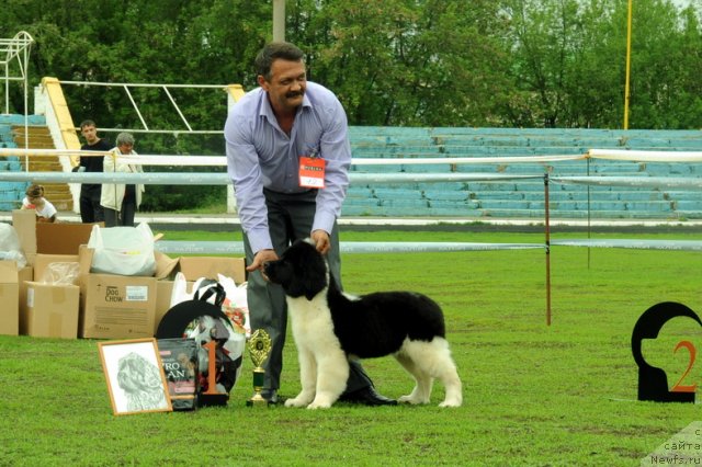 Фото: ньюфаундленд Черный Шарм Великобритания
