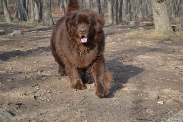 Фото: ньюфаундленд Аркадия Виват Арбона