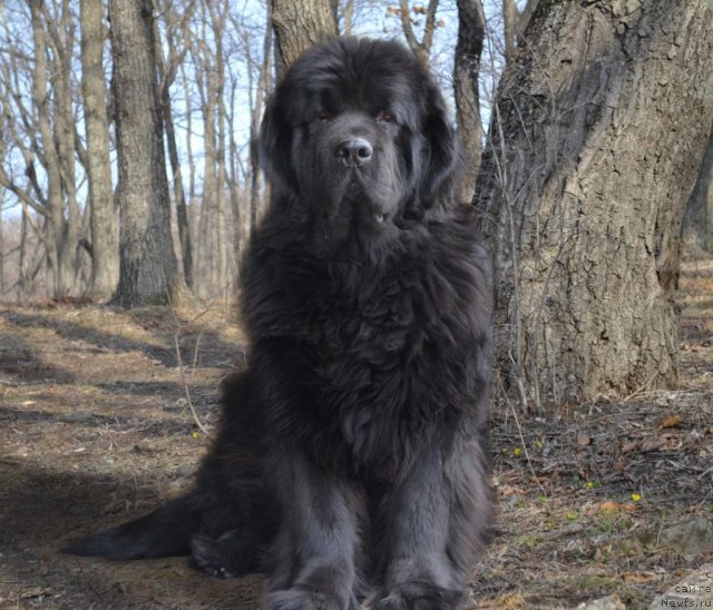 Фото: ньюфаундленд Супер Премиум Амелия Экшен