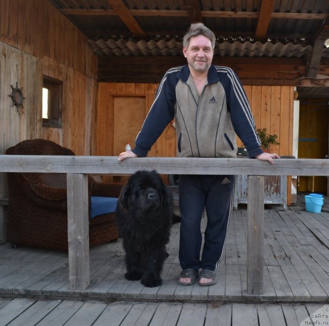 Фото: ньюфаундленд Супер Премиум Амелия Экшен