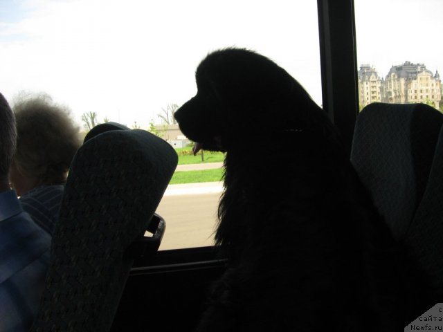 Фото: ньюфаундленд Барышня