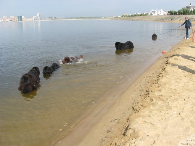 Фото: ньюфаундленд Александрия Моя Радость, ньюфаундленд Лесная Сказка Королевский Медведь (Lesnaja Skazka Korolevskiy Medved), ньюфаундленд Анджел Викториус, ньюфаундленд Vein Vest, Виктор Власьев