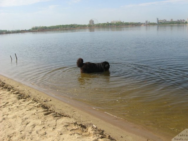 Фото: ньюфаундленд Александрия Моя Радость