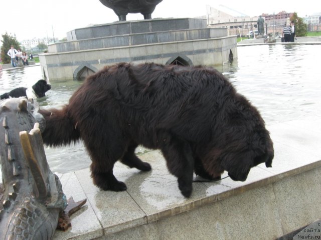 Фото: ньюфаундленд Александрия Моя Радость