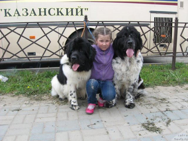 Фото: ньюфаундленд Threeponds Sunny Flower for Sent Djons, Наташа Будина, ньюфаундленд Сент Джонс Пеппи Длинный Чулок (Sent Djons Peppi Dlinny Chulok)