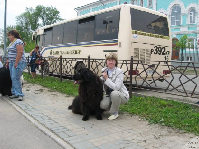 Фото: ньюфаундленд Александрия Моя Радость, Ольга Будина